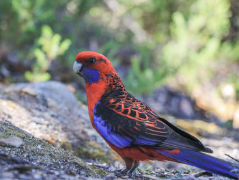 An australian crimson rosella parrot at wilson promontory national park