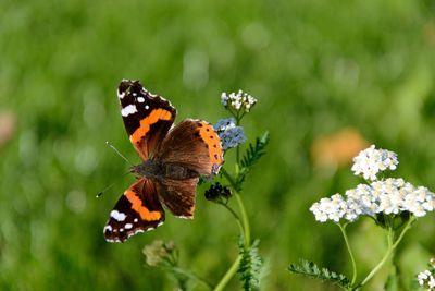 Close-up of butterfly pollinating on flower