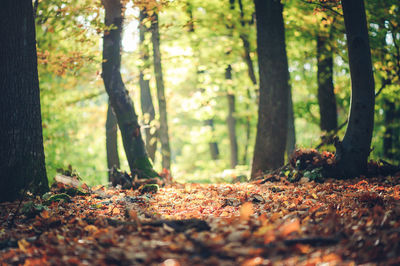 Surface level of trees in forest during autumn