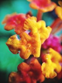 Close-up of flower in water