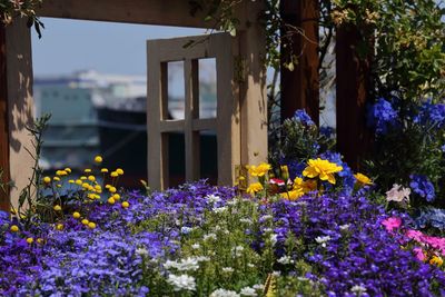 Purple flowers blooming in park