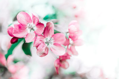 Close-up of pink cherry blossoms