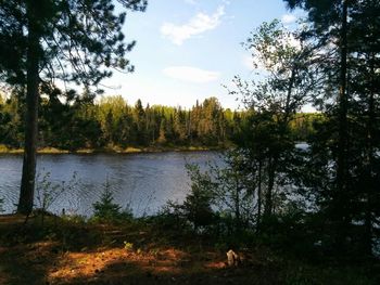 Reflection of trees in lake