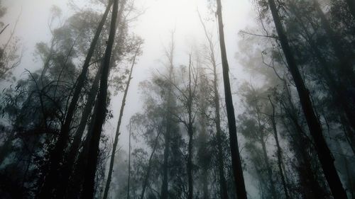 Low angle view of trees in forest