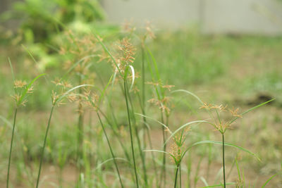 Close-up of crops on field