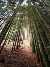 View of bamboo trees in forest