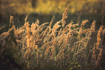 Close-up of wheat growing on field