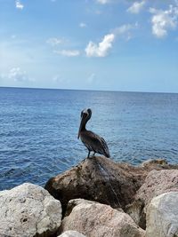 View of bird on rock by sea against sky