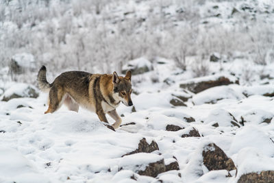 Full length of a dog on snow covered land