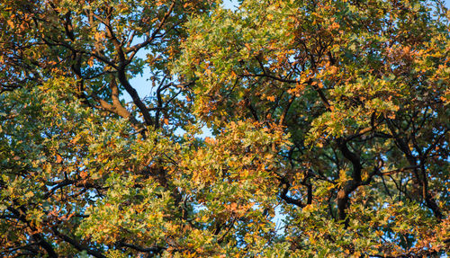 Low angle view of trees during autumn