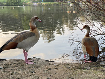 Ducks on a lake