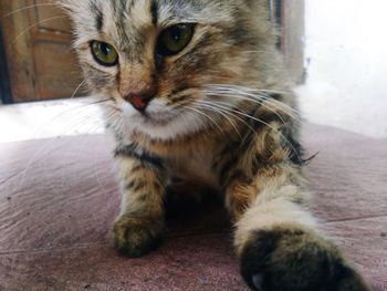 Close-up portrait of a cat