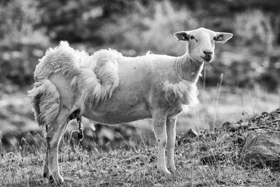 Sheep on grassy field