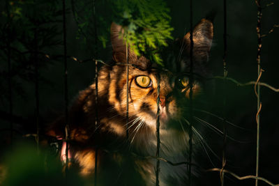 Close-up portrait of a cat