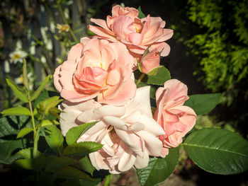 Close-up of pink rose