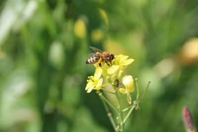 Close-up of bee pollinating on flower