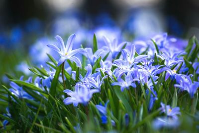 Close-up of purple flowers