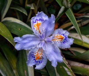 Close-up of purple iris flower