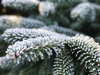 Close-up of frost on tree during winter