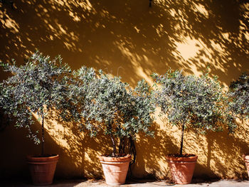Close-up of potted plant against trees