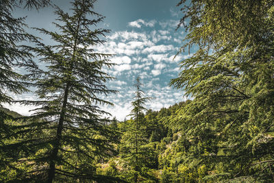 Low angle view of trees against sky