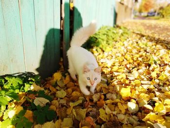 Cat relaxing amidst leaves