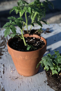 Table top view of gardening or potting bench with young tomato plants, clay pot, garden basket