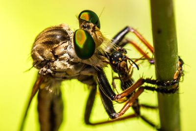 Close-up of insect on leaf