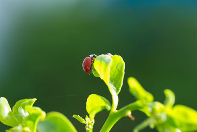 Ladybug on a lemon tree leaf close up