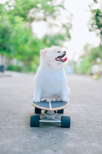 Small dog sitting on a car