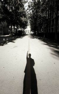 Shadow of trees on road