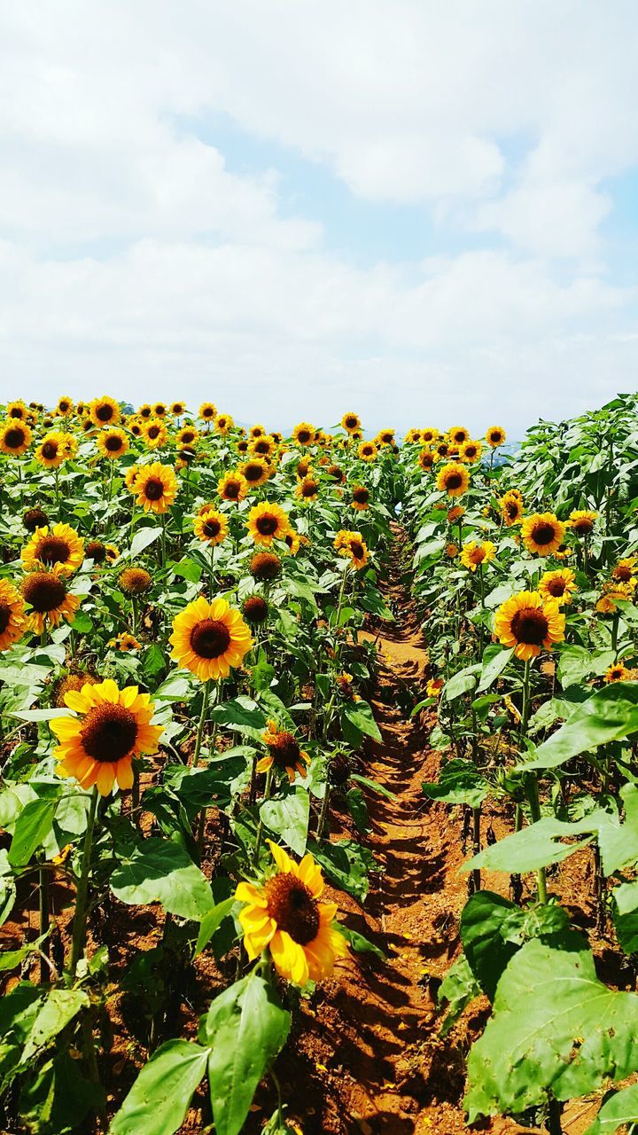 flower, growth, plant, nature, beauty in nature, sky, freshness, cloud - sky, petal, yellow, day, botany, no people, outdoors, fragility, flower head, field, blooming, green color, black-eyed susan, tranquility, sunflower, close-up