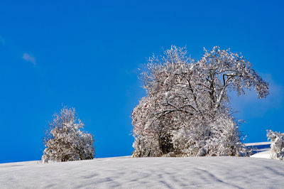 View of tree against blue sky