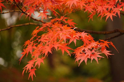 Close-up of maple leaves on branch