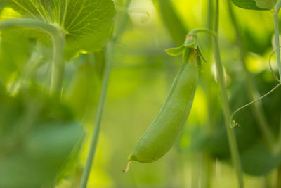 Close-up of fresh green plant