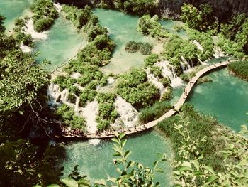 High angle view of river amidst trees in forest