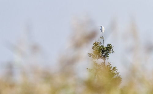 Great, common or large egret, ardea alba, standing at the top of a tree, neuchatel, switzerland