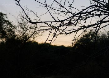 Silhouette trees on landscape against sky