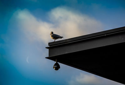 On the roof