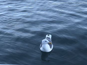 High angle view of seagull swimming in lake