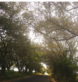 Road passing through forest