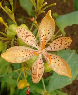 Close-up of flowers