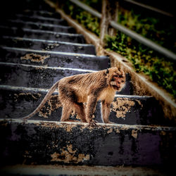 Giraffe in front of staircase