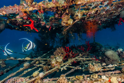 Fish swimming in sea