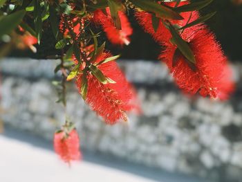 Close-up of red flowering plant