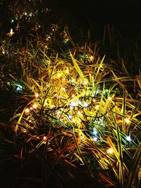 View of illuminated blurred lights