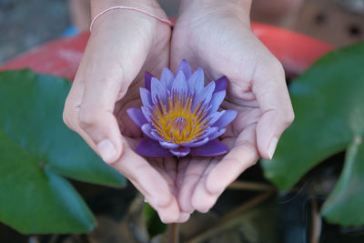 Cropped image of person with hands cupped holding lotus water lily at park