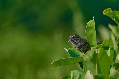 Close-up of bird perching on plant