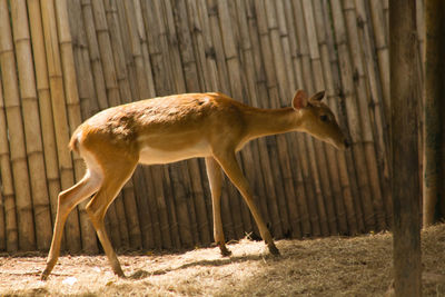 Side view of horse running on land