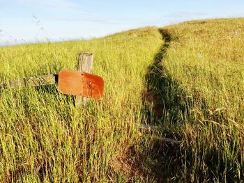 Scenic view of grassy field